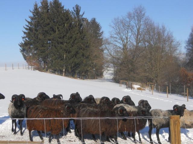 Jonasuv Mlyn Pension Zhor u Mlade Vozice Buitenkant foto